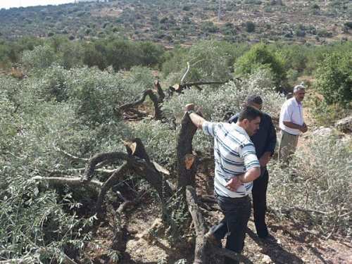 Des colons israéliens tronçonnent 60 oliviers près de Naplouse